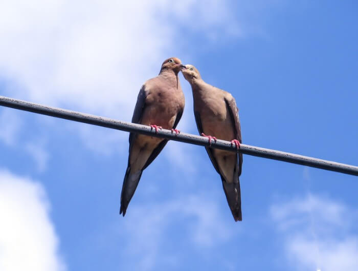 two doves