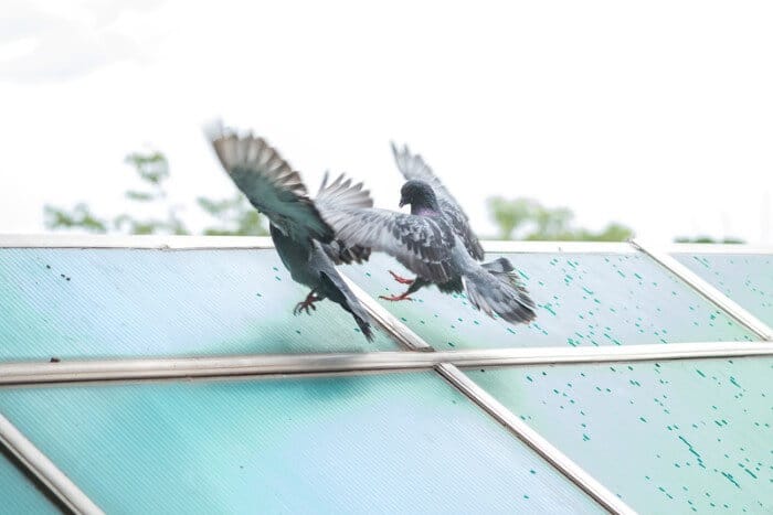 two pigeons fighting