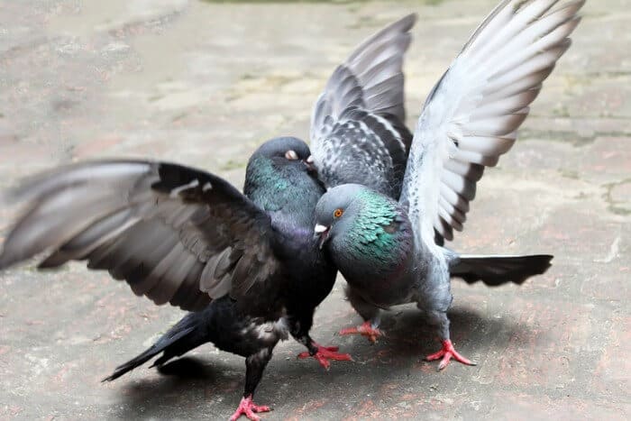 two pigeons fighting