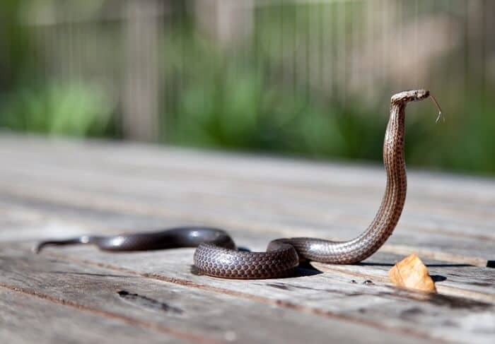 a brown snake