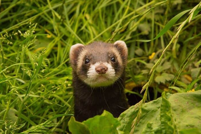 a ferret