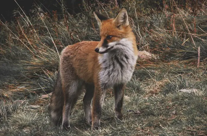 a fox