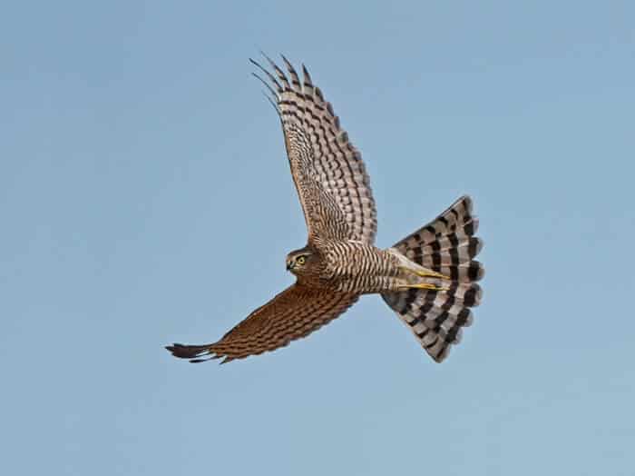 a sparrowhawk