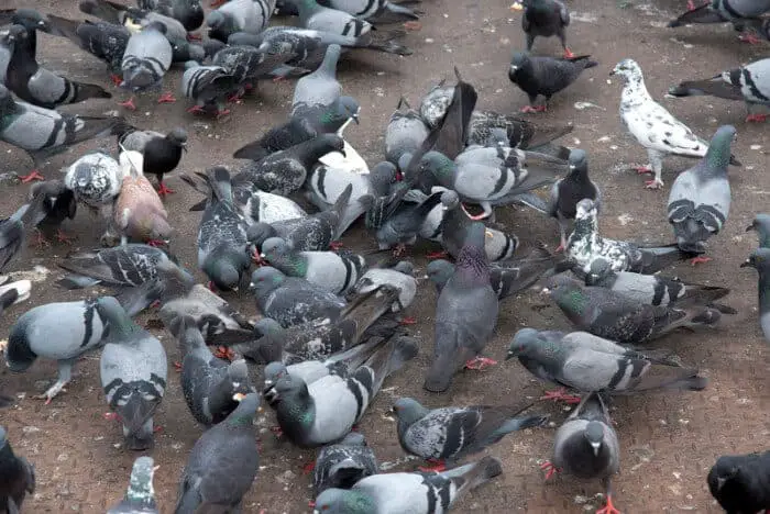 large group of pigeons