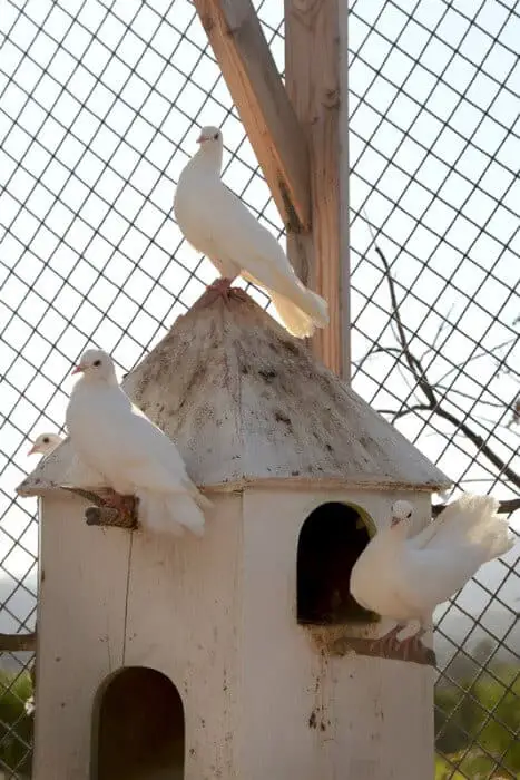 doves in loft