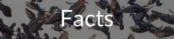 Pigeon Facts