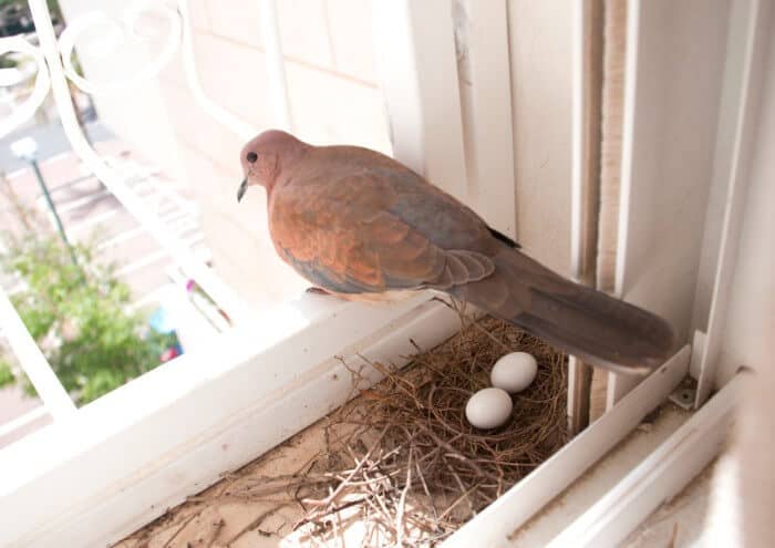 pigeon laid eggs without nest