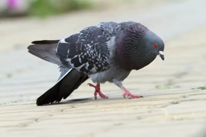 pigeon bowing