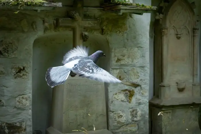 pigeon fleeing from predators