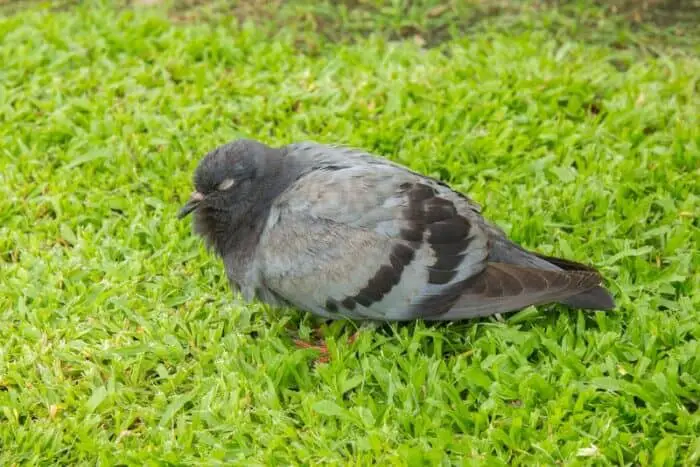 pigeon sleeping on grass