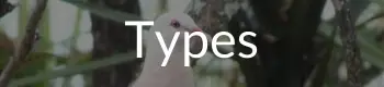 Pigeon Types