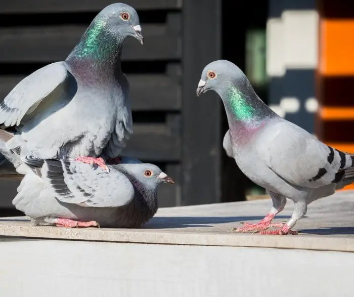 pigeons having sex while another pigeon observes