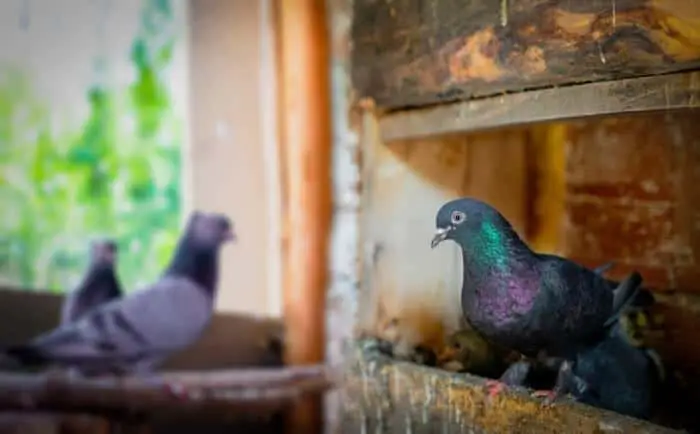 pigeons in loft