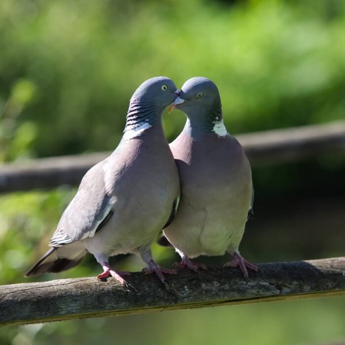 how-do-pigeons-mate-the-mechanics-of-pigeon-sex-pigeonpedia