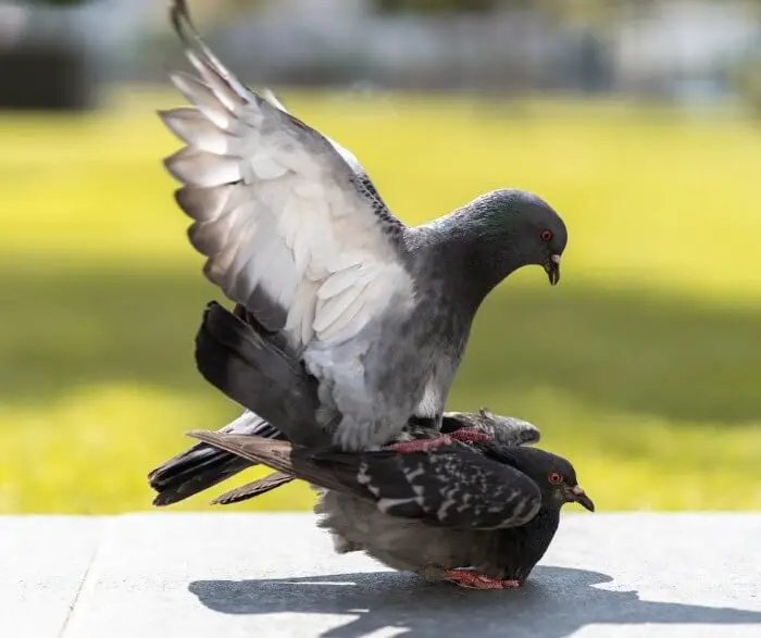 pigeons mating
