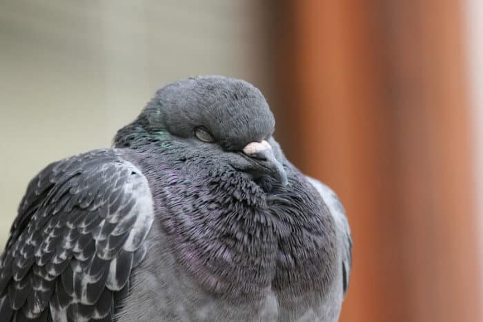 how do pigeons sleep