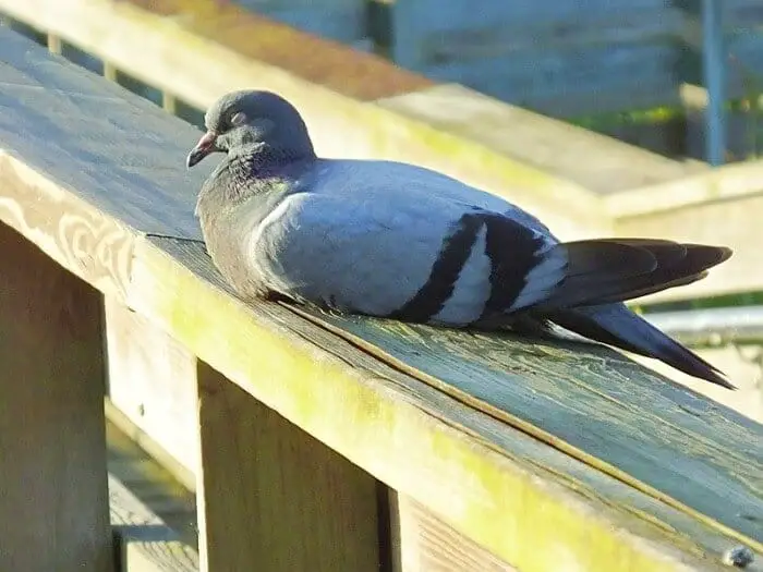 sleeping rock pigeon