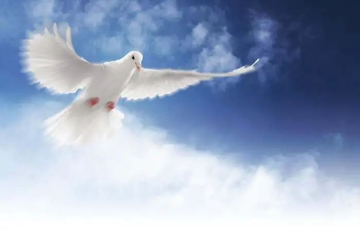 symbolic dove bringing peace