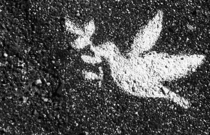 symbolic dove image