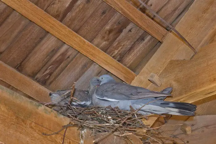 where do pigeons nest