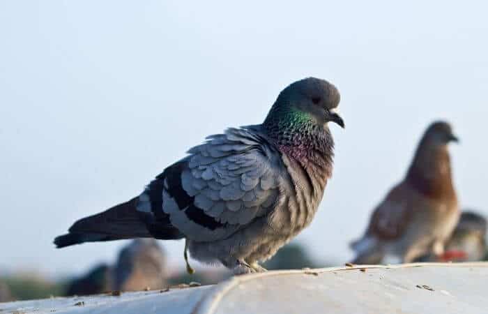 How to Clean Pigeon Poop Effectively