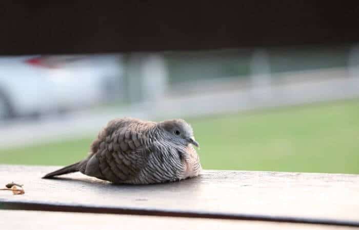 pigeon poop wood