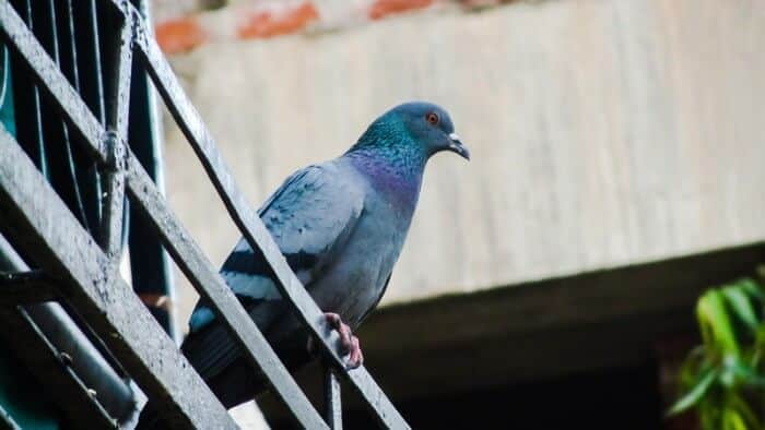 female pigeons are called hens