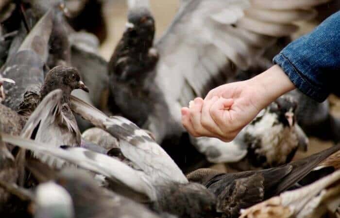 feeding rice to pigeons