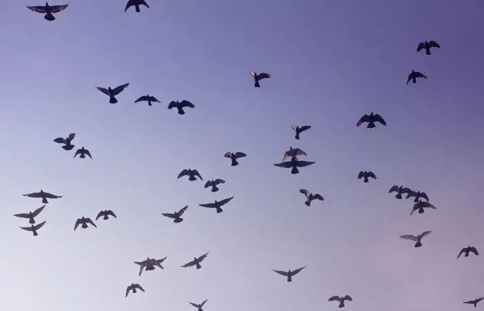 pigeons-flying-using-compass-and-map-navigation