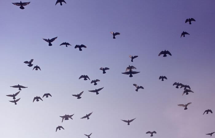 pigeons-flying-using-compass-and-map-navigation