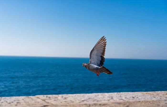 racing pigeon