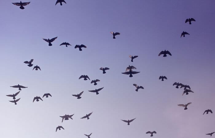 pigeons flying
