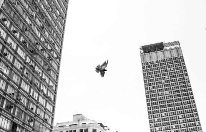 pigeons flying using visual navigation