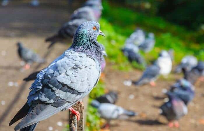 pigeons sitting