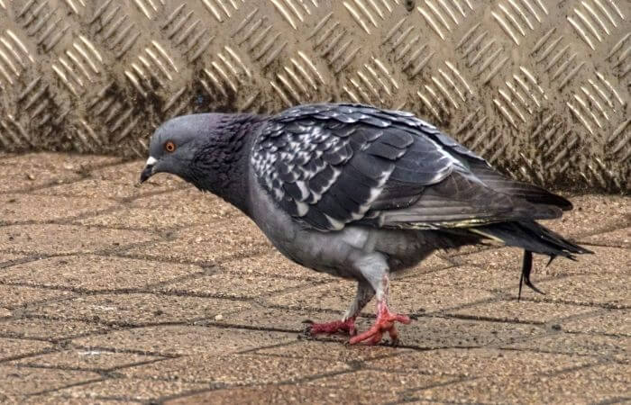 a dirty looking pigeon