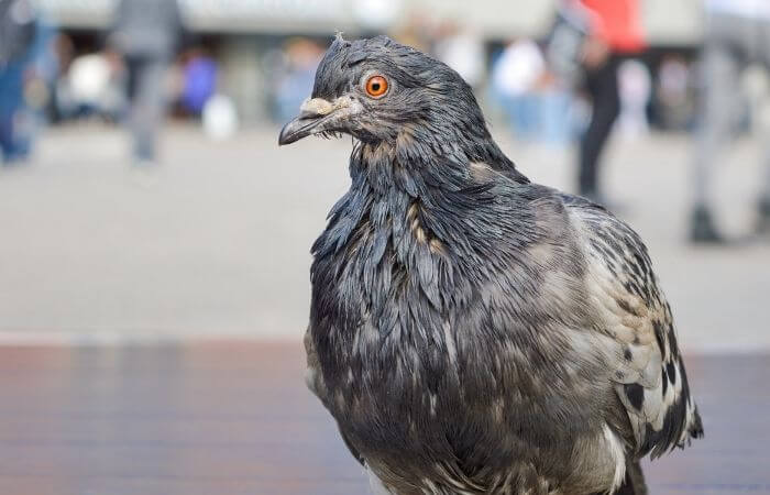 are pigeons dirty