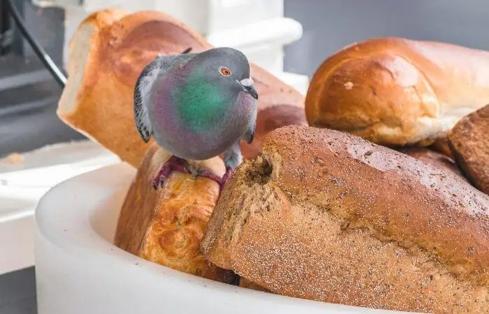 pigeon eating bread