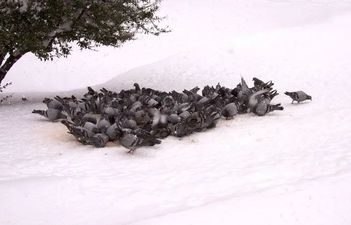 cold pigeons feeding