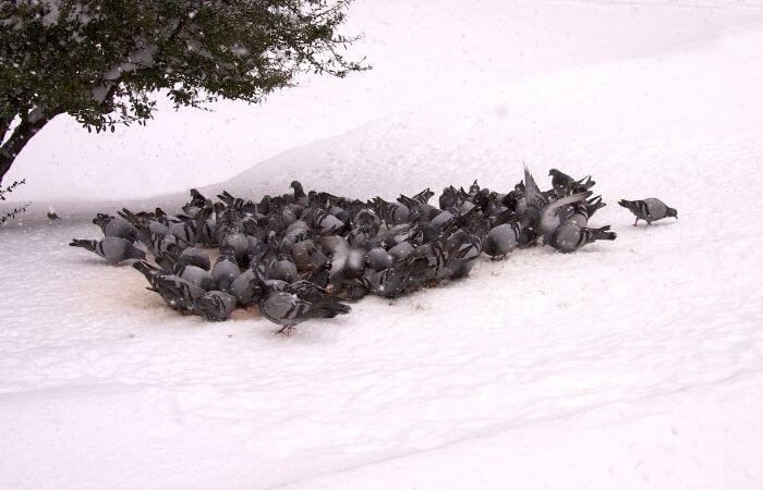 what-is-a-group-of-pigeons-called-pigeonpedia