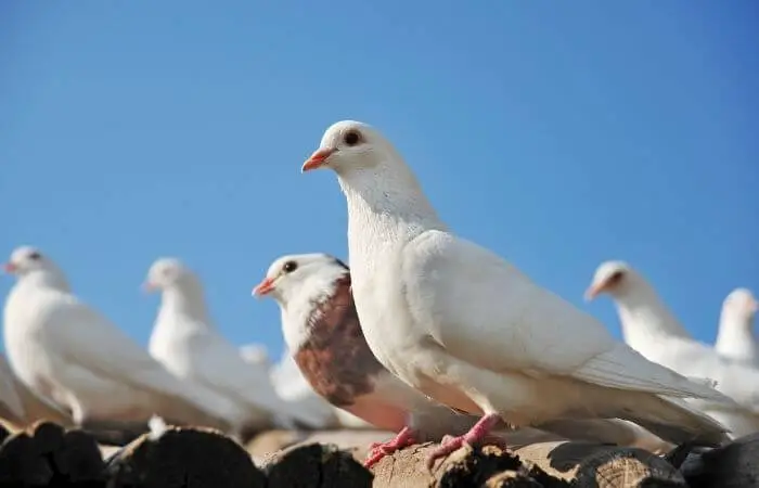 disney pigeons