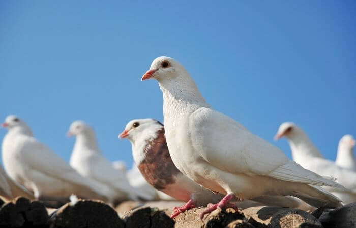 disney pigeons