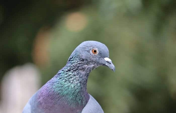 Do Pigeons Have Ears? – Pigeonpedia