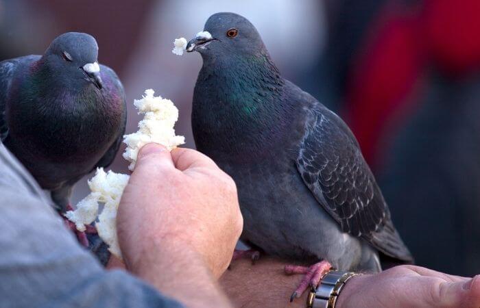 feeding bread to pigeons