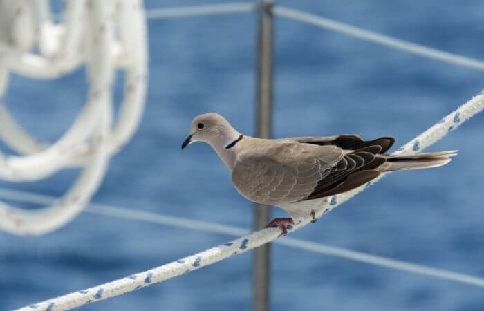 homing pigeon having a rest on a boat