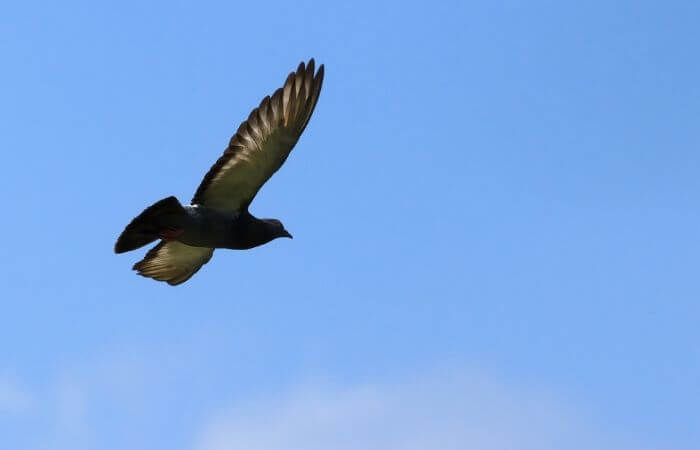 homing pigeon in flight