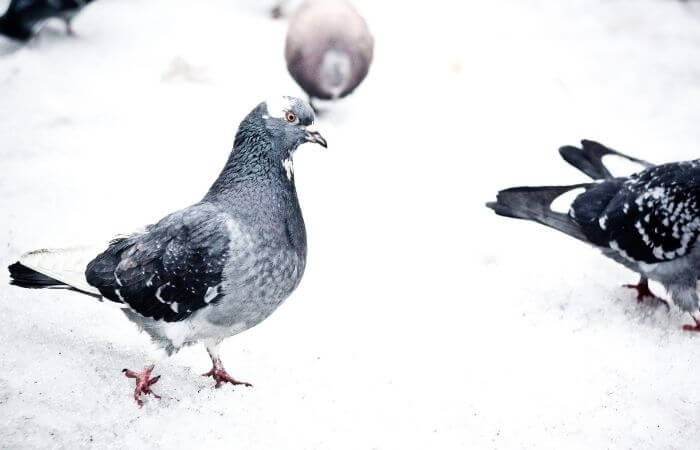 how cold is too cold for pigeons