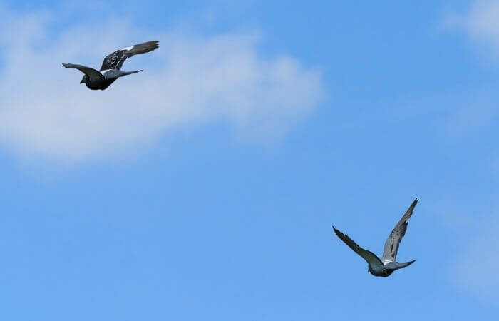 pigeon flight