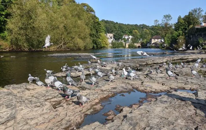 more pigeons relaxing by the river