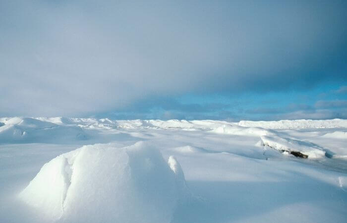 no pigeons in the arctic as its too cold