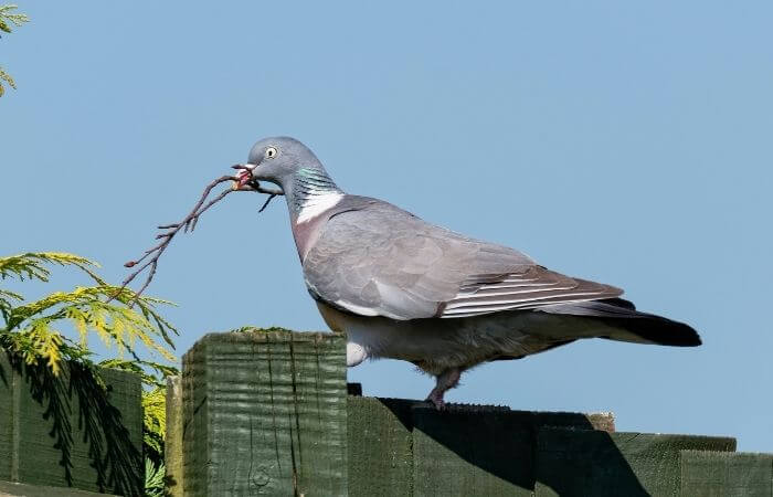 pigeon carrying a stick